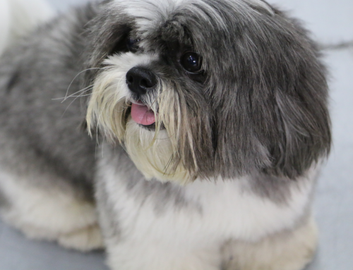 Quais cuidados tenho que ter com a pelagem do meu Shih Tzu?